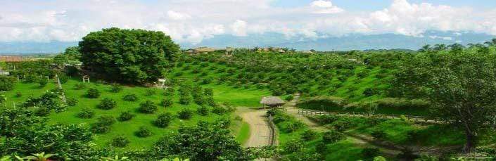 weaverscoffee.com Colombian Coffee 