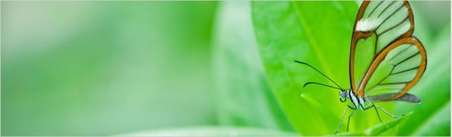 weaverscoffee.com Costa Rica Coffee