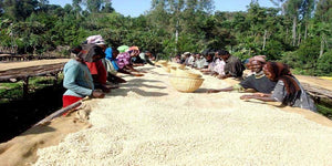 weaverscoffee.com Ethiopian Coffee
