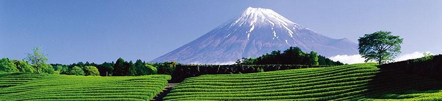 weaverscoffee.com Matcha Green Tea