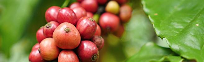 weaverscoffee.com Original Blend Coffee