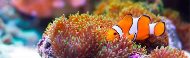 weaverscoffee.com Papua New Guinea Coffee