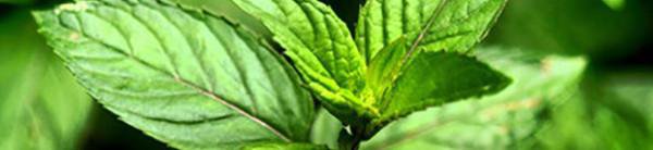 weaverscoffee.com Peppermint Herbal Tea